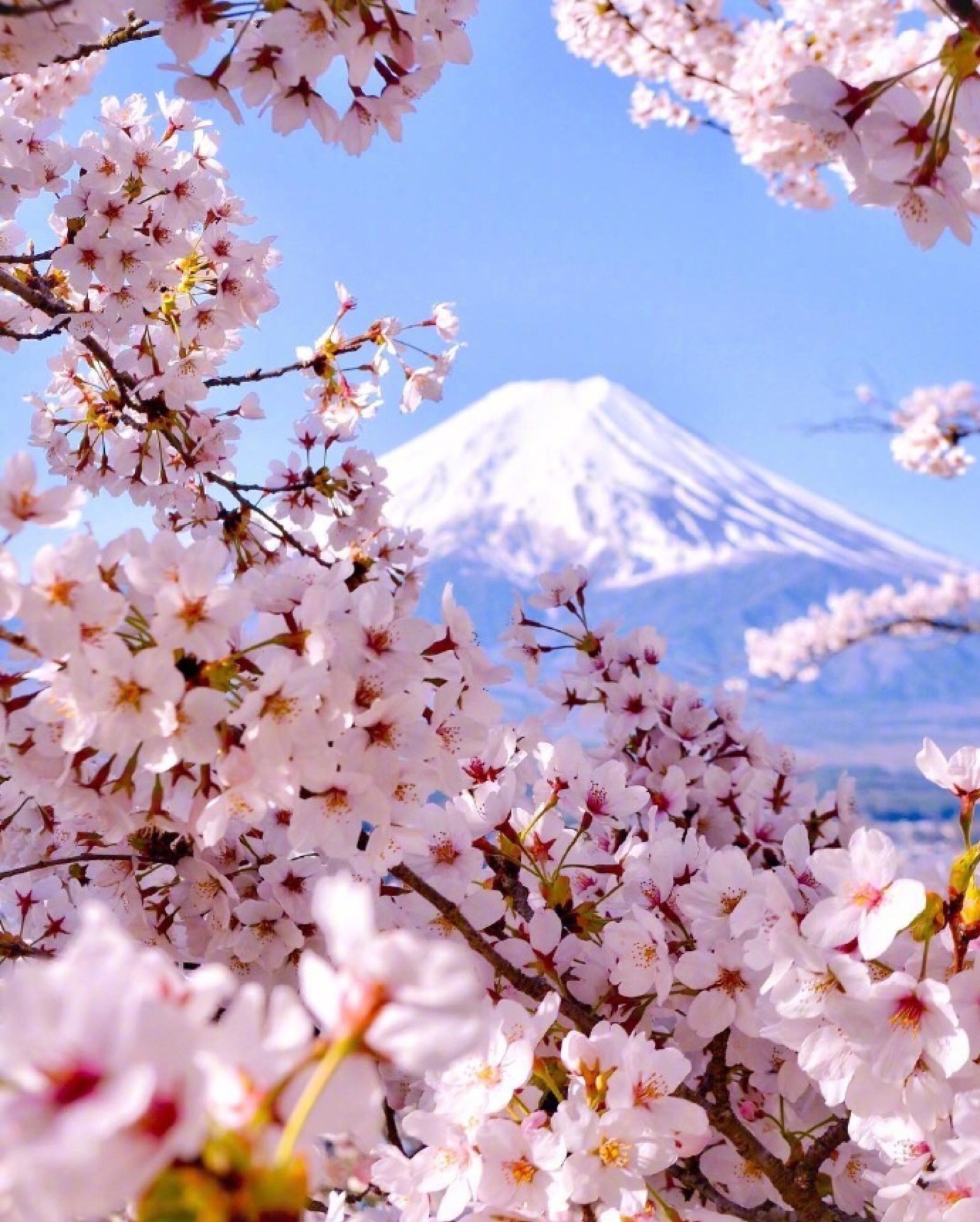 桜と富士山