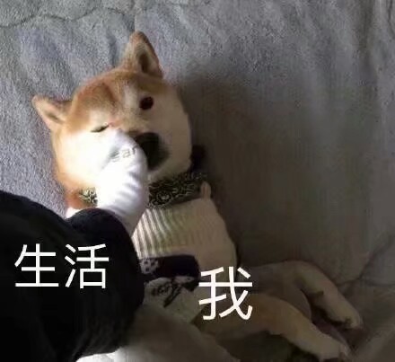 生活 我 表情包
