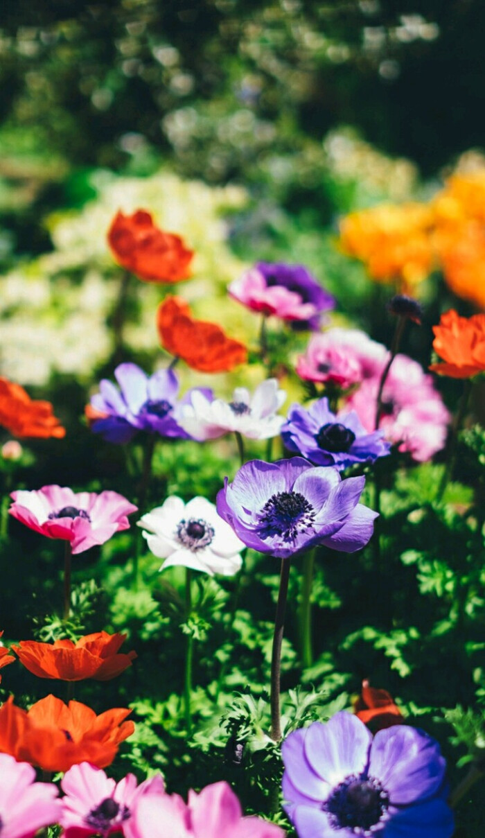 银莲花是以色列国花,银莲花的花语有三种,分别是:失去希望,渐渐淡薄的