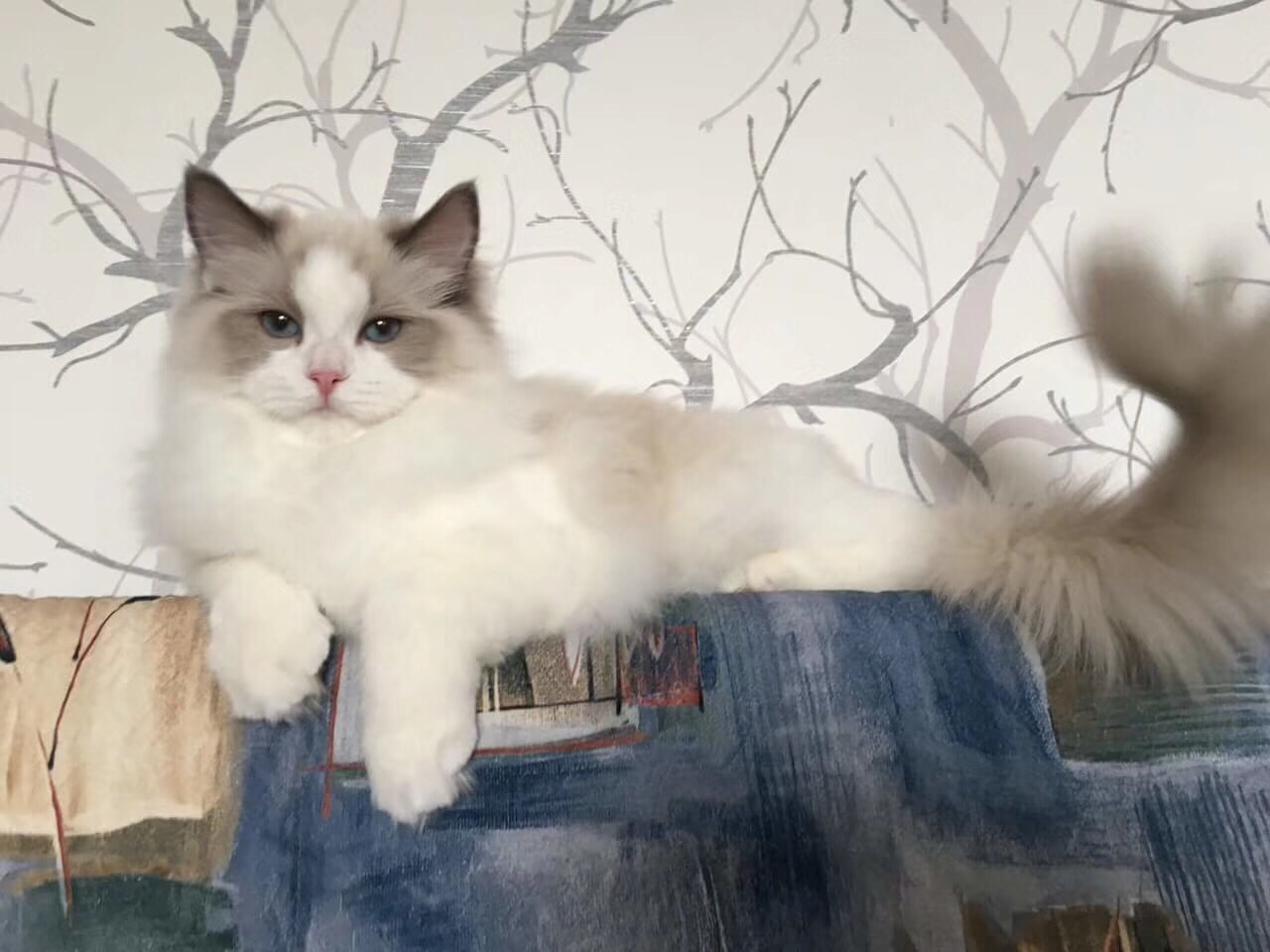 纯白 蓝白 网红猫 布偶猫 高地 英短 美短 乳白 蓝眼睛猫咪 加菲 精品