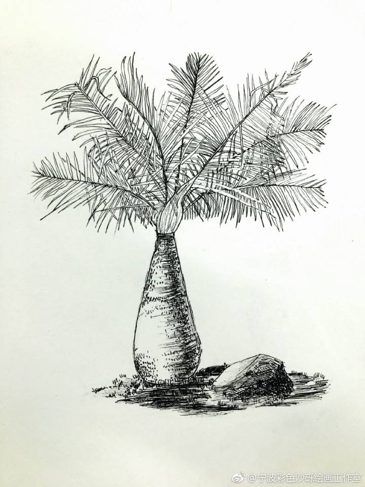加拿利海枣