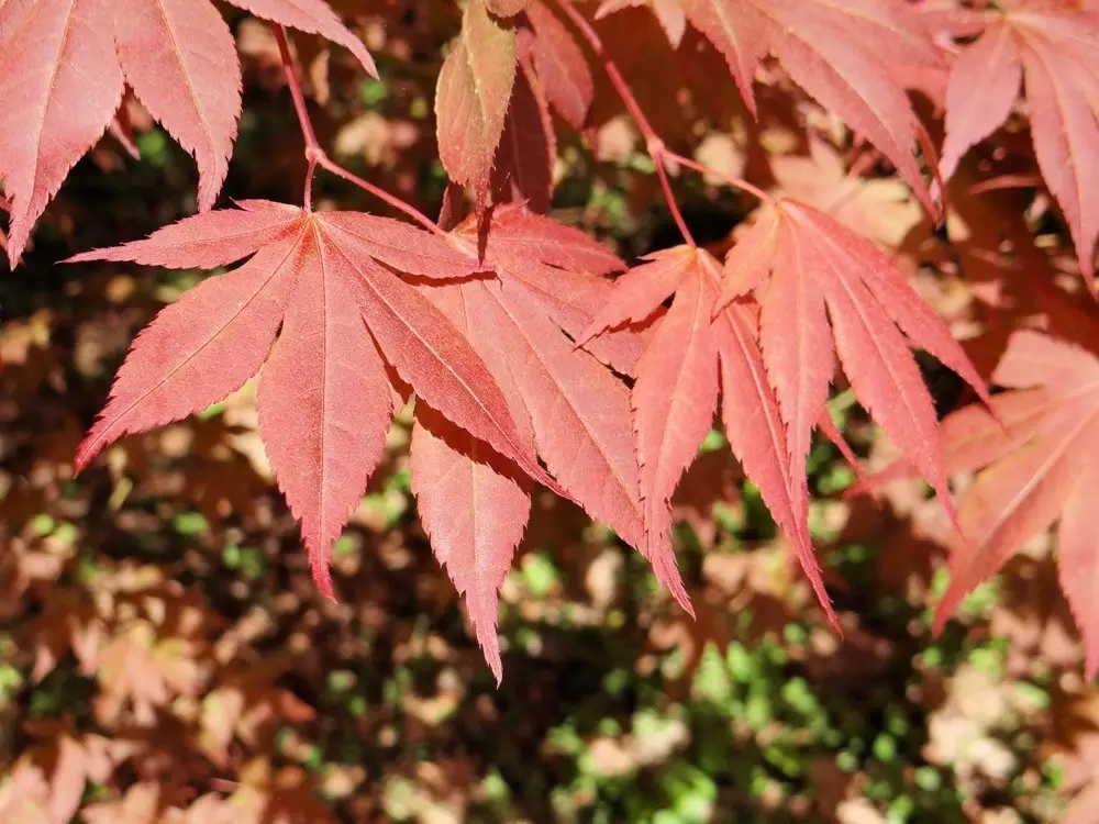 鸡爪槭是槭树科槭树属下的一种,原变种var. palmatum