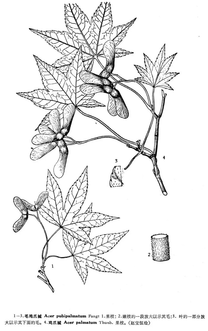 鸡爪槭是槭树科槭树属下的一种,原变种var. palmatum