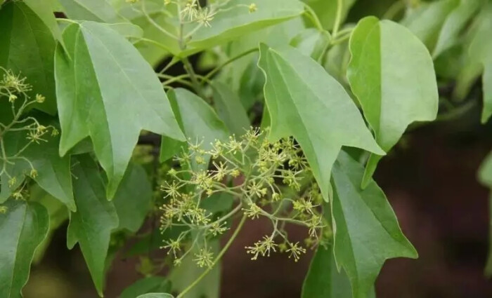 三角枫(acer buergerianum miq.