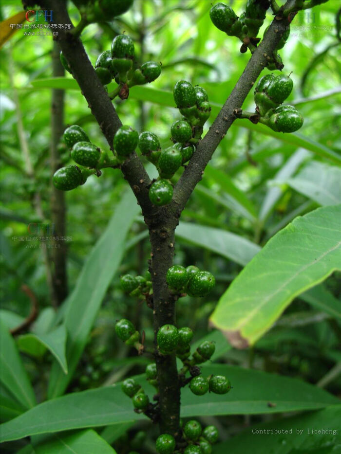 山胡椒,别名牛筋树,假死柴,野胡椒,香叶子,拉丁文名lindera glauca