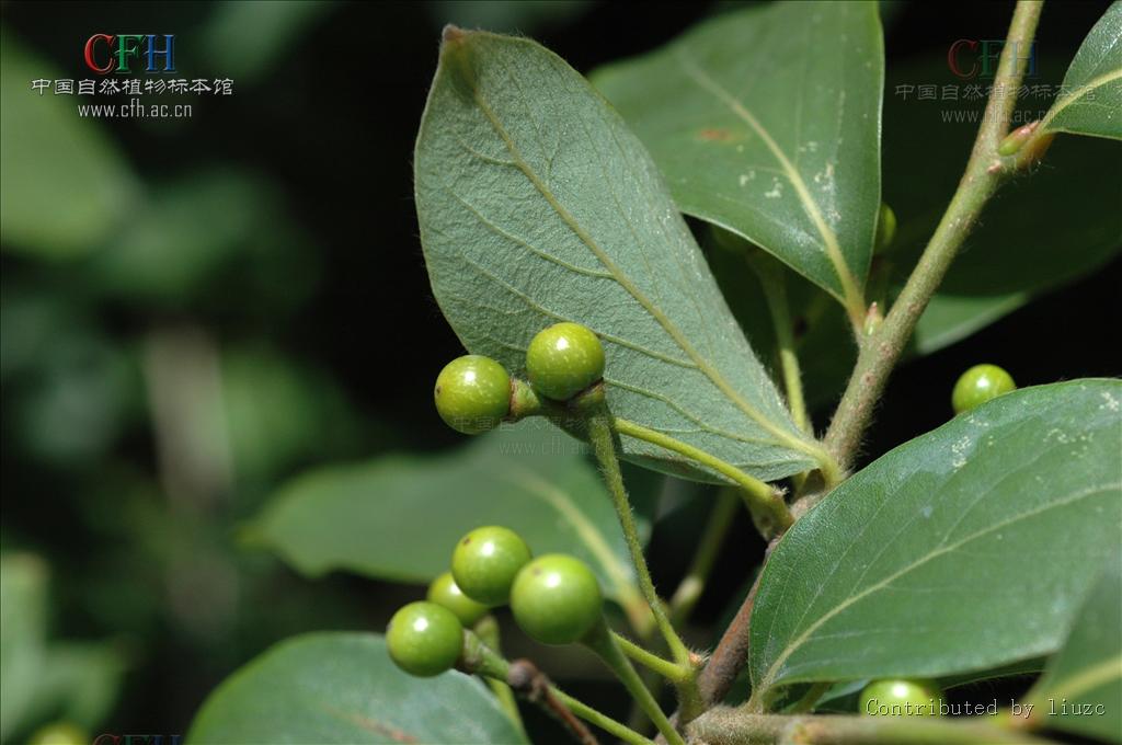 山胡椒,别名牛筋树,假死柴,野胡椒,香叶子,拉丁文名lindera glauca