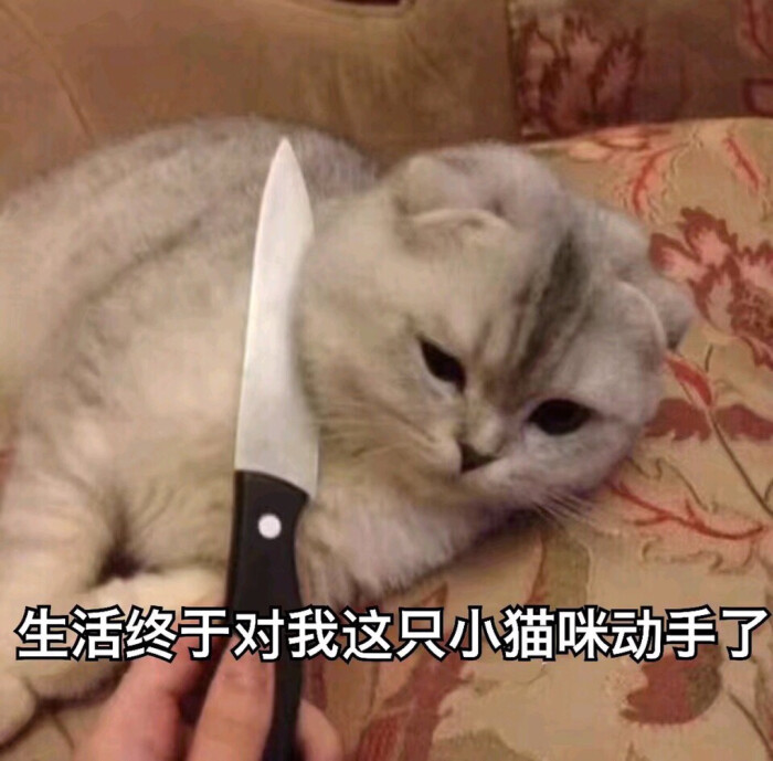 4月19日 1:27   关注  猫咪 惆怅 可爱 戏精 表情包 评论 收藏