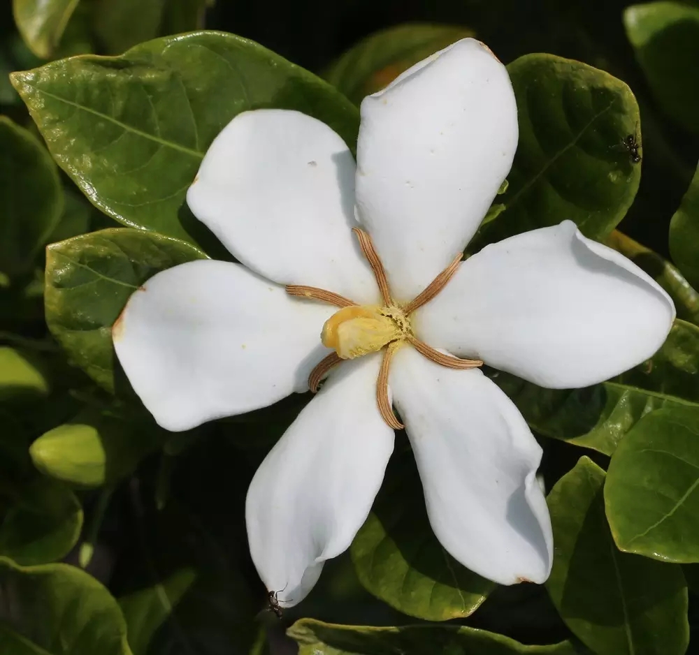 栀子花(ixora chinensis lam.