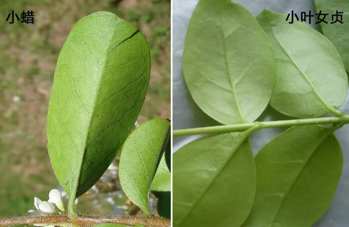 小蜡和小叶女贞最主要的区别是花梗,小蜡有花梗,小叶女贞无花梗,叶片