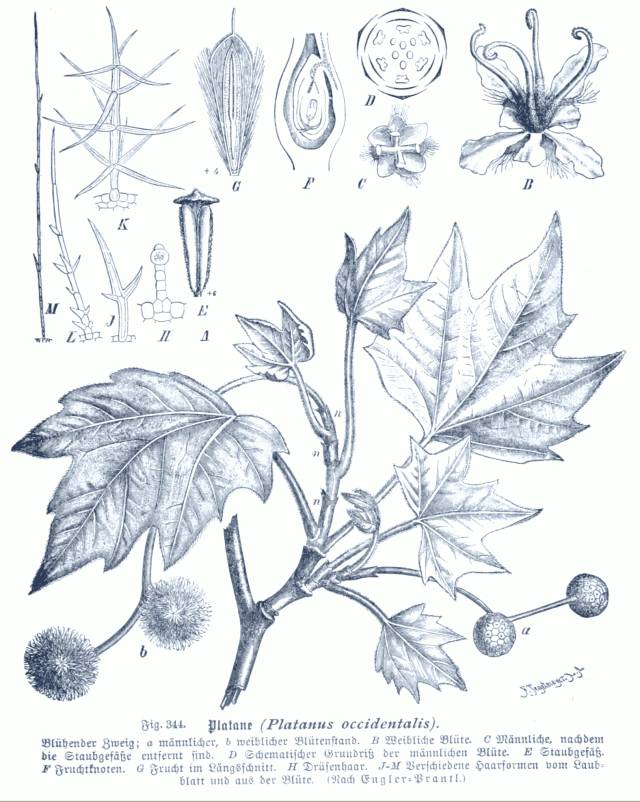 美国梧桐(美桐,一球悬铃木)是悬铃木科悬铃木属下的一种,原产北美洲