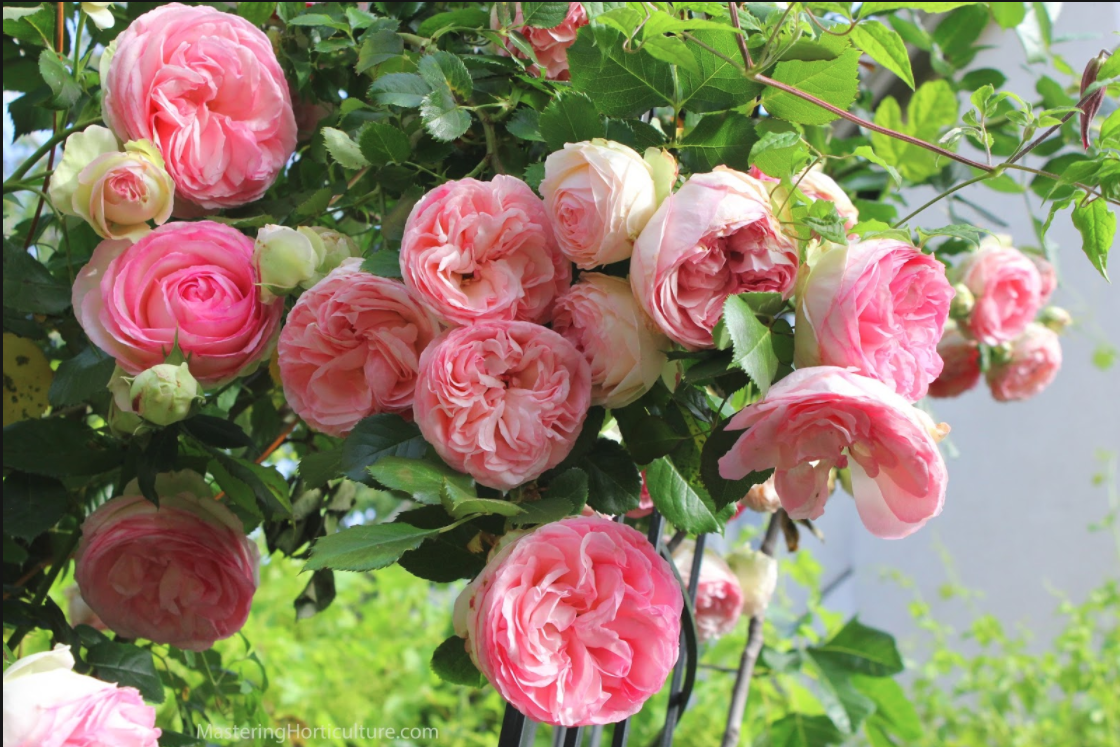 月季 龙沙宝石 clematis'niobi rambles on eden rose.