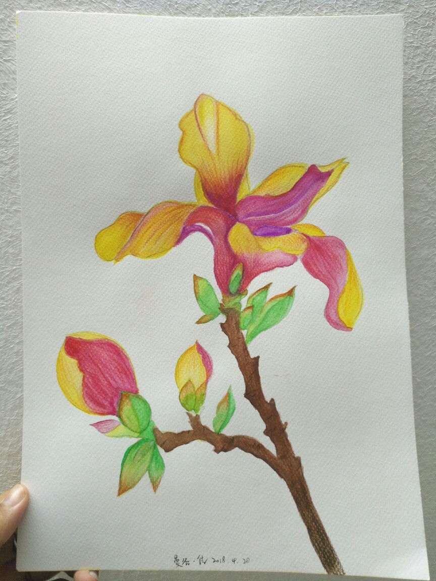 玉兰花水彩画