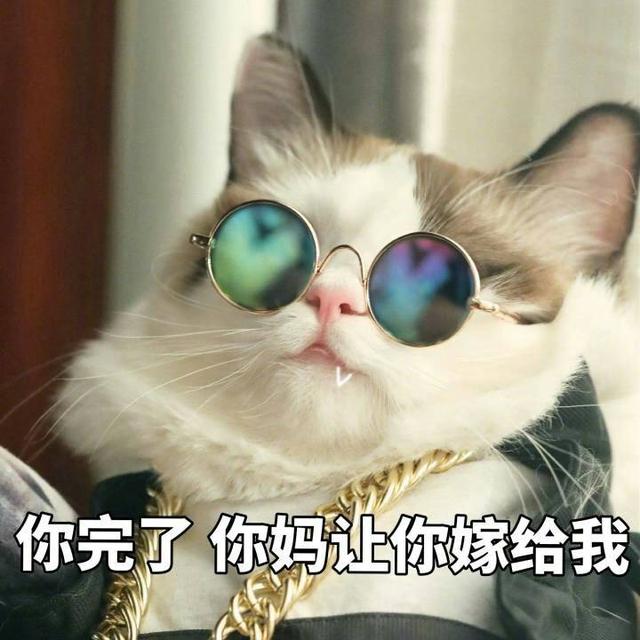 猫咪 可爱 卖萌 撩妹 戴墨镜 表情包