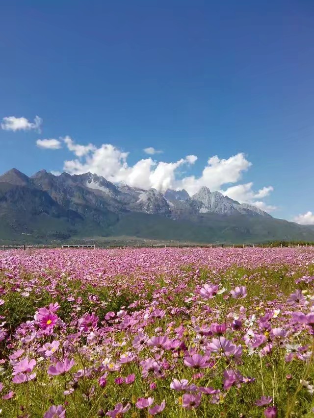 花海风景美如画世外桃源