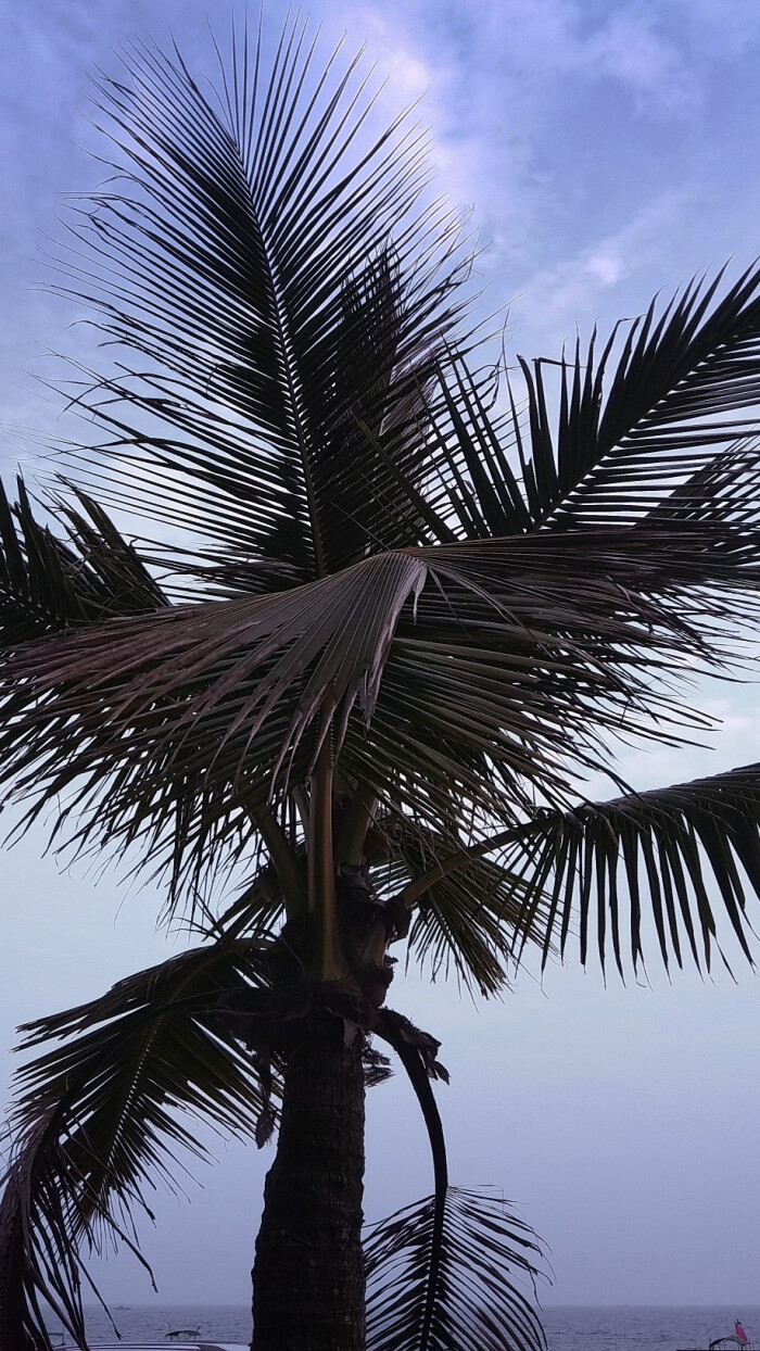 天空 树木 海边高清壁纸