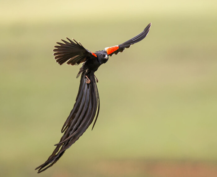 风鸟,大多数种类雄鸟有特殊饰羽和色彩艳丽的羽毛,体态华丽【鸟叫声