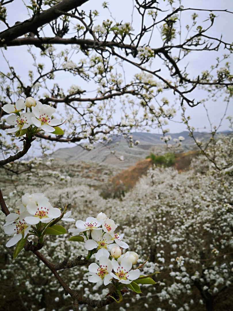 梨花开