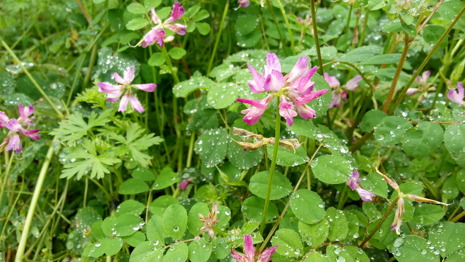 清明时老家细雨纷纷