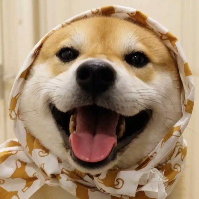 狗狗情头