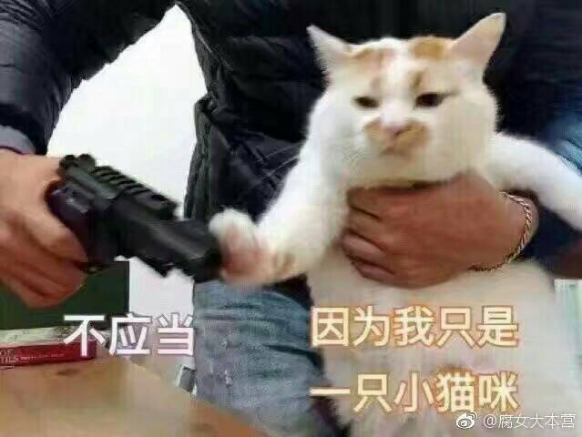 猫咪的表情包