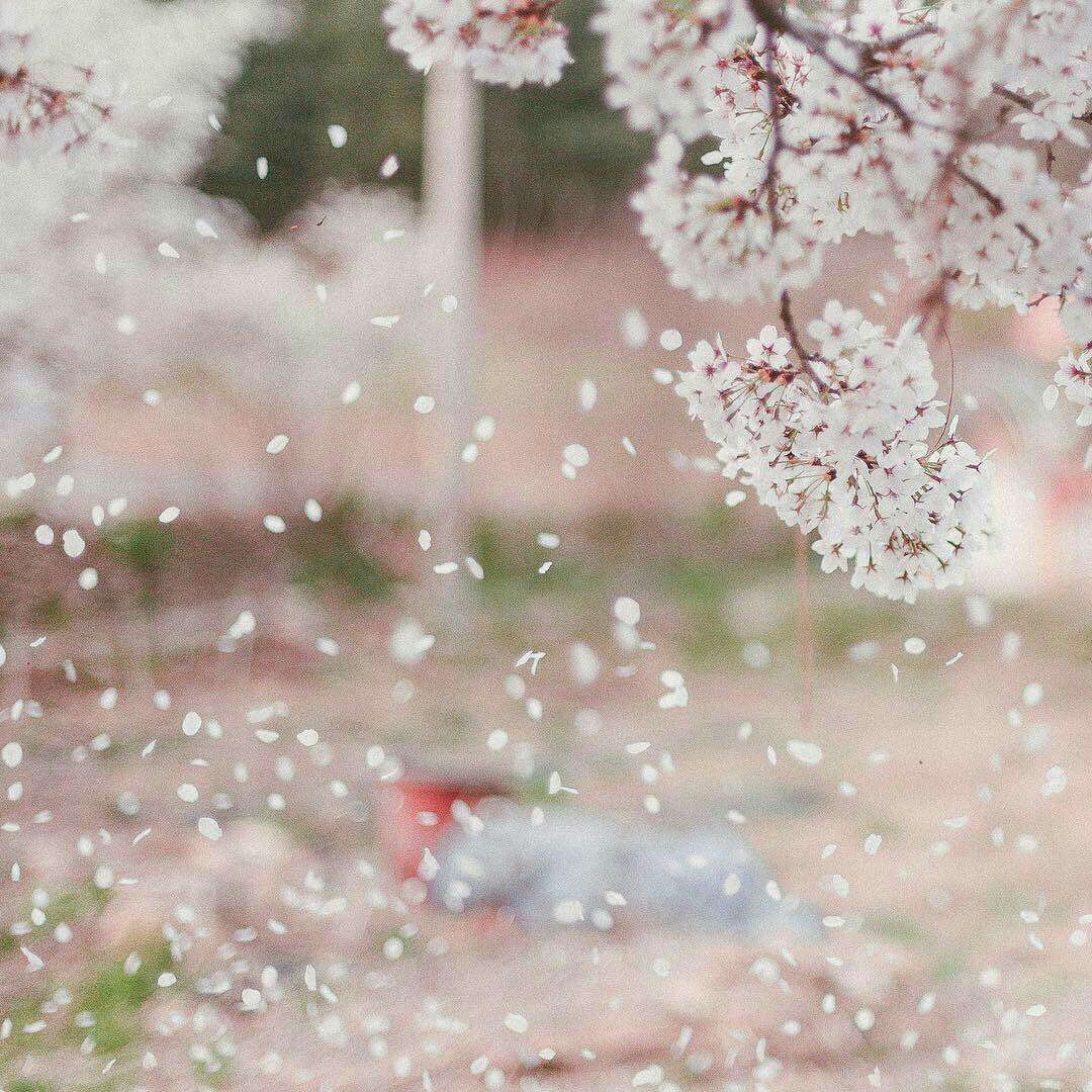 听说樱花下落的速度 是每秒五厘米