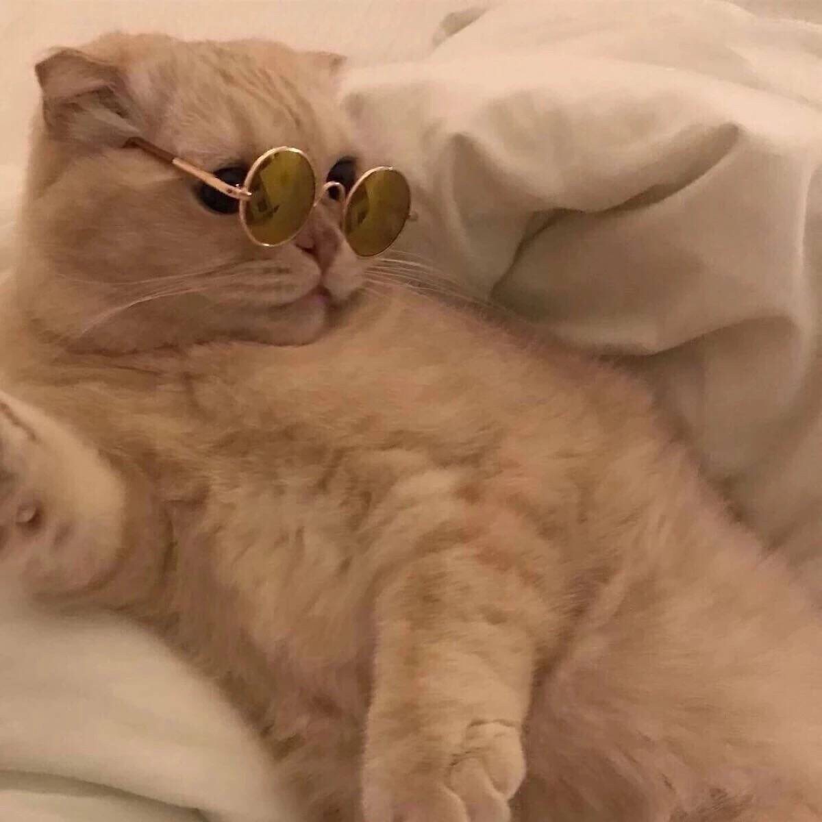 酷的可爱 猫咪