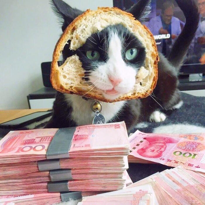 土豪猫咪们可爱猫咪头像