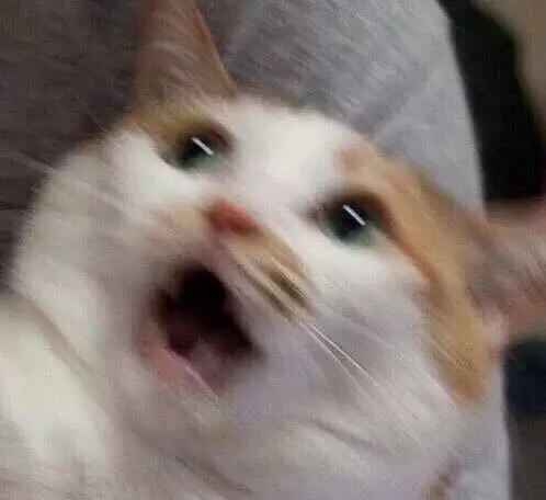 日常斗图 猫表情包
