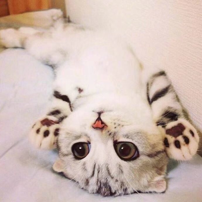 日本的苏格兰折叠小猫,拥有敲击好看的眼睛,真是可爱哭了