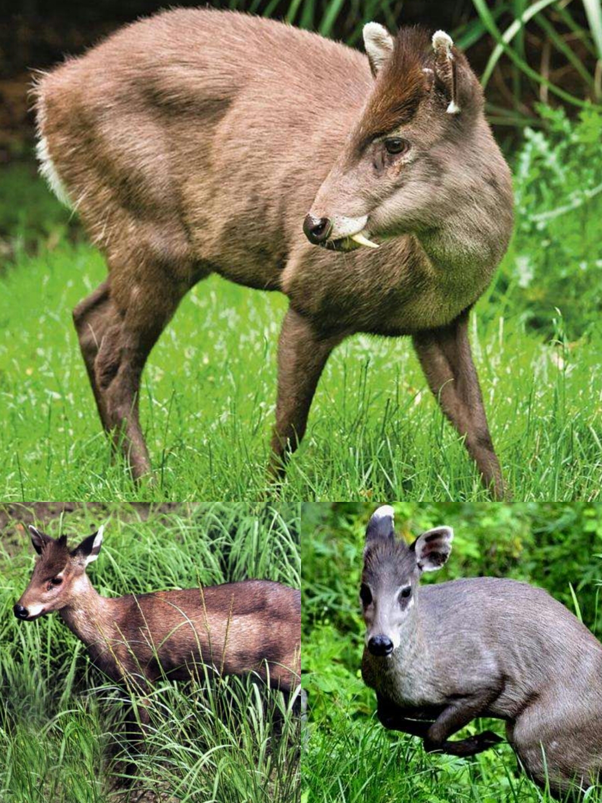 毛冠鹿别称:青鹿,黑鹿,动物界,脊索动物门,脊椎动物亚门,哺乳纲,真兽