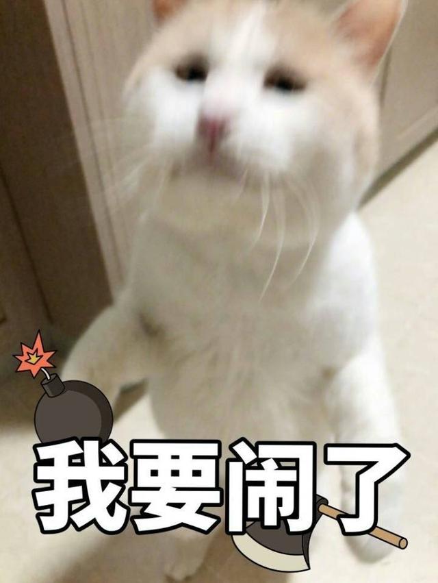 猫咪 可爱 生气 爆炸 威胁 可爱 软妹 卖萌 表情包"我要闹了" by卿似