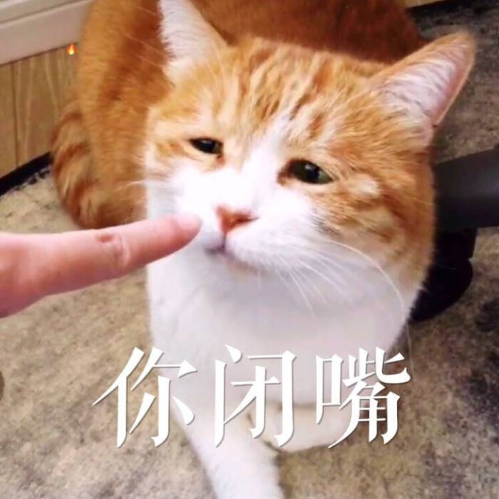 小猫咪以及小猫咪表情包呀