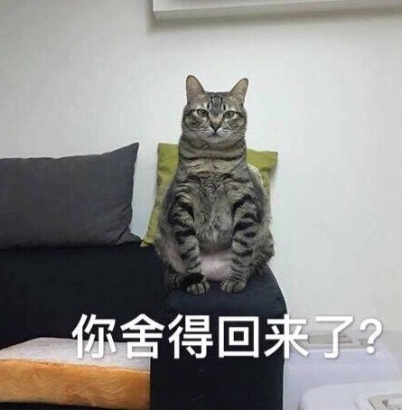 小猫咪以及小猫咪表情包呀