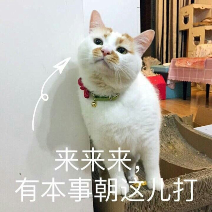 小猫咪以及小猫咪表情包呀