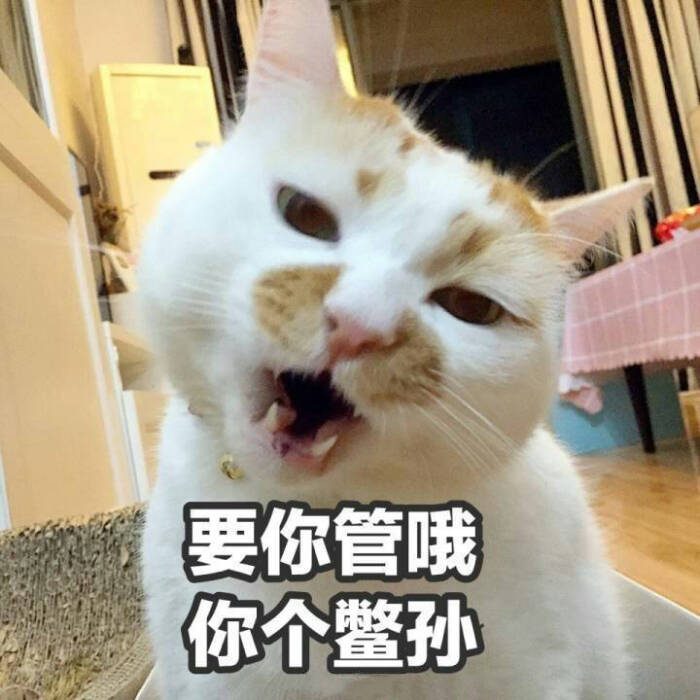 小猫咪以及小猫咪表情包呀