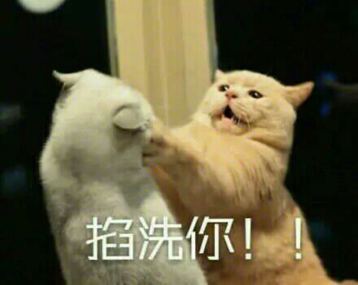 小猫咪以及小猫咪表情包呀