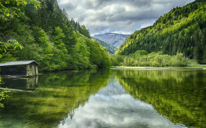 绿色森林中干净清澈的小河