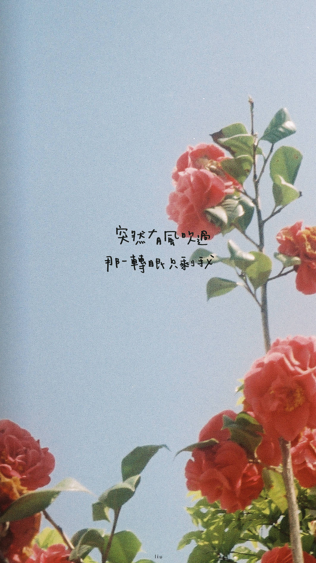 五月天 歌词壁纸 《一颗苹果》