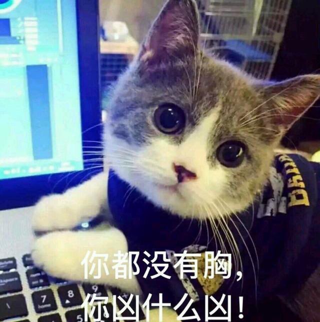 猫咪表情包