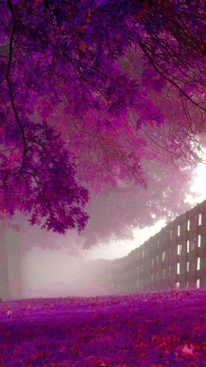 梦幻紫 