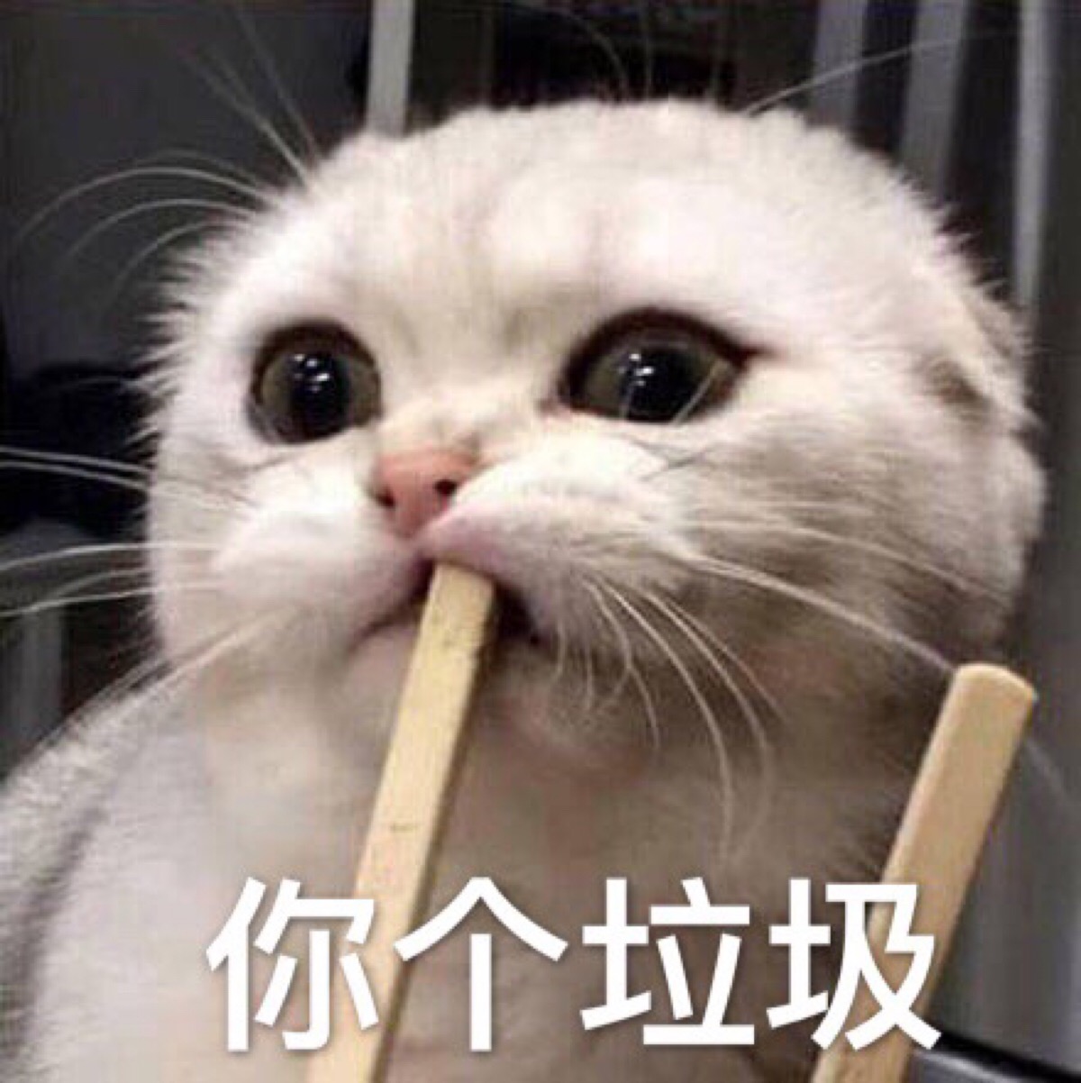 猫咪表情包