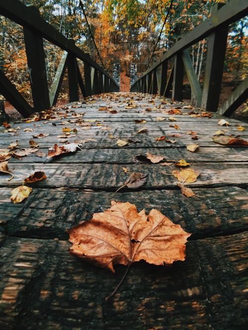 一般秋天,大部分落叶植物,树木开始落叶,叶子枯黄,卷曲,从树上落下