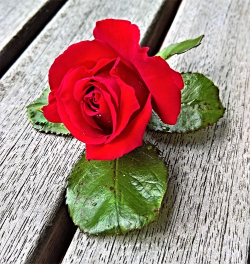 红玫瑰高清图片玫瑰 又称蔷薇,蔷薇属的一种植物或花,植物茎通常有皮