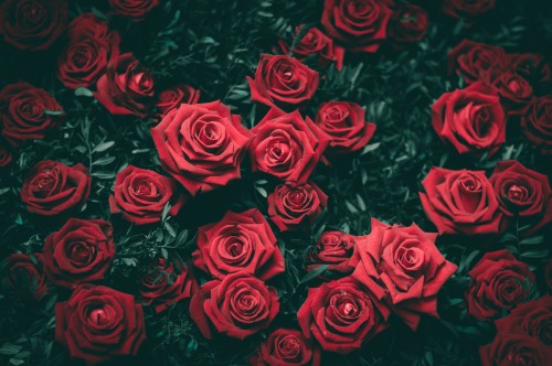 红玫瑰高清图片