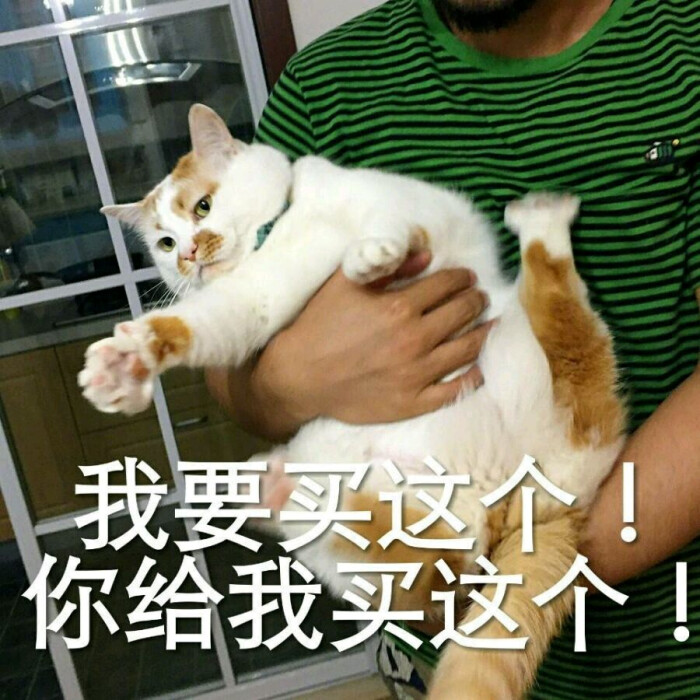 猫咪 肥猫 楼楼 可爱 软妹 撒娇 剁手 买买买 男女朋友 表情包