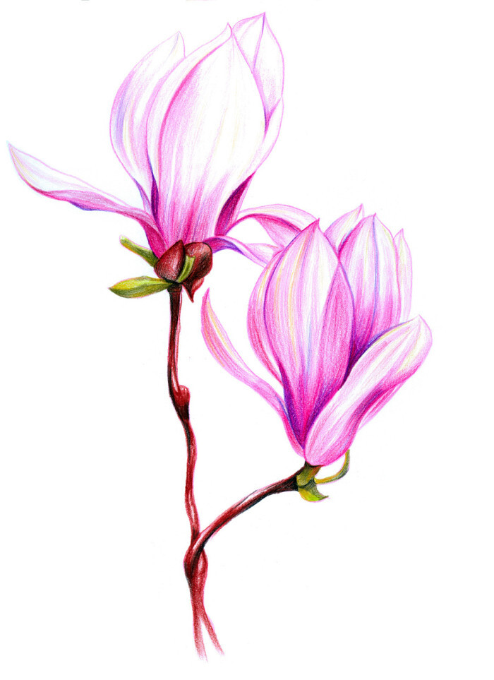 彩铅花卉