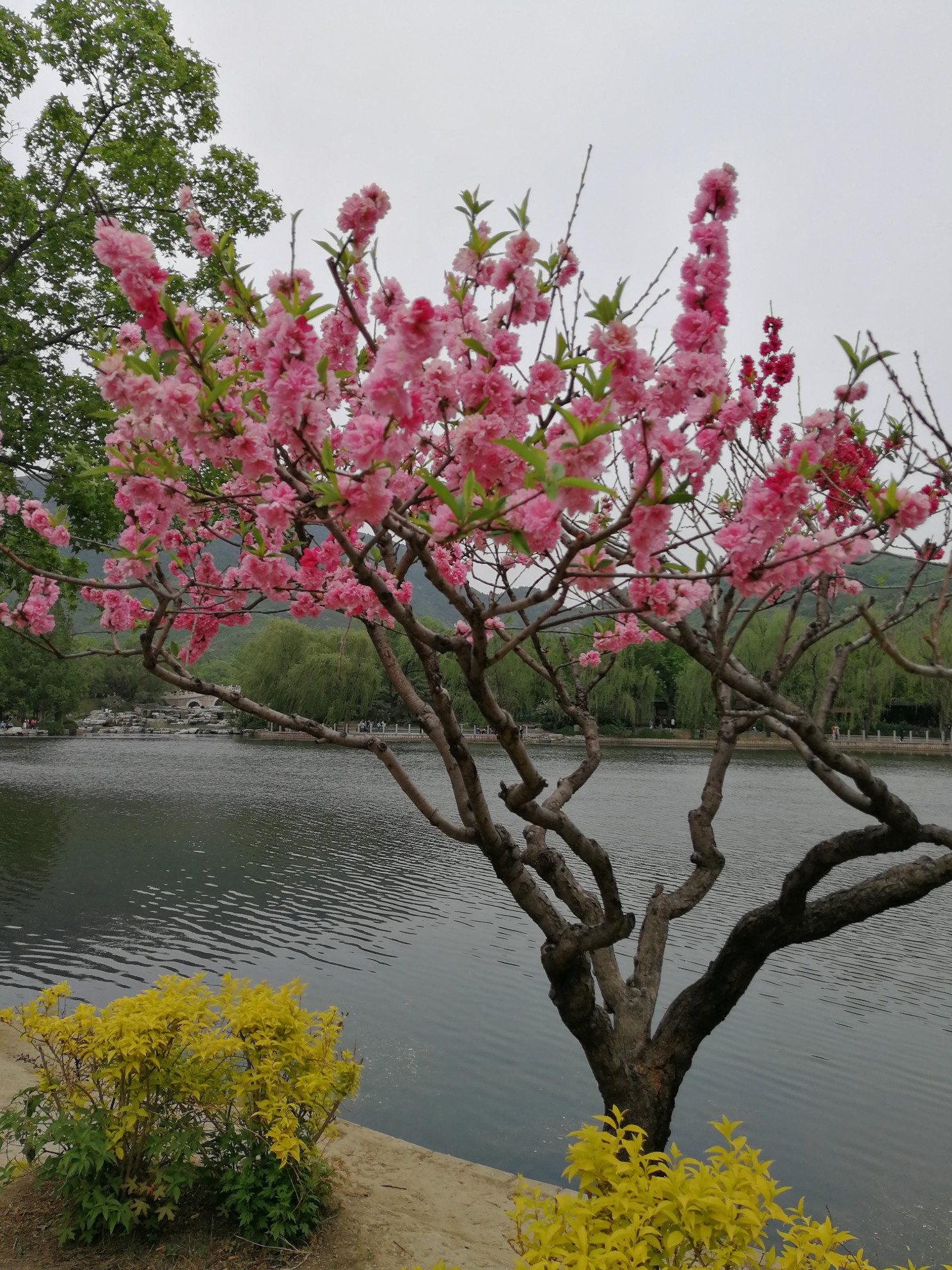 水边晚开的一树桃花