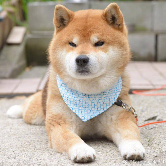 [cp]※ pet ※ 柴犬 ryuji 的严肃脸,真的是老干部即视感呀～ [doge]