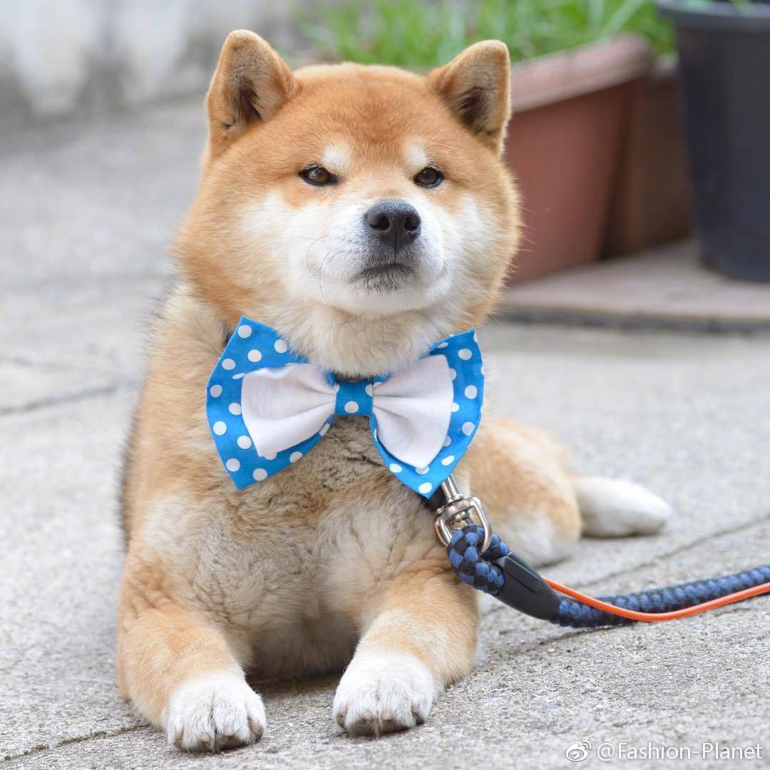 [cp]※ pet ※ 柴犬 ryuji 的严肃脸,真的是老干部即视感呀～ [doge]