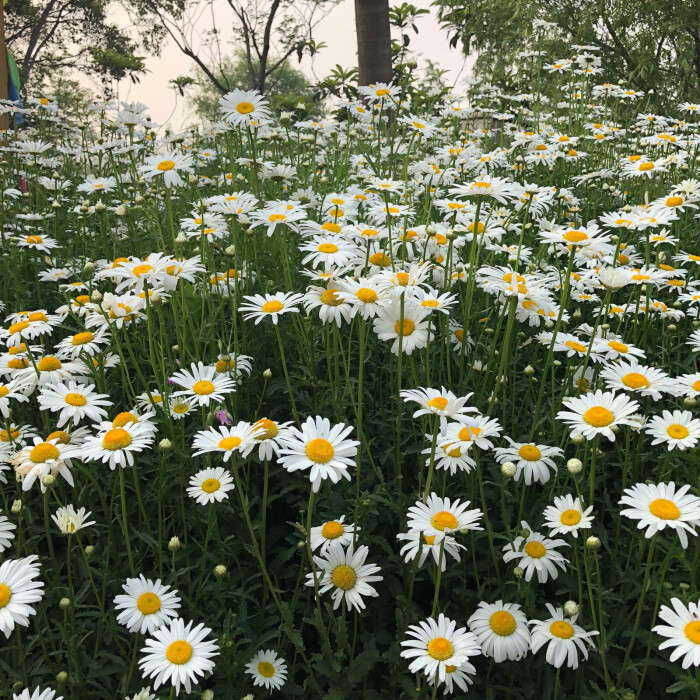 小雏菊 